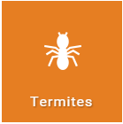 termites